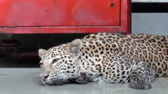 Mercedes-Benz-India-leopard