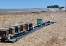 Iberdrola avança com atividade apícola nas suas centrais fotovoltaicas