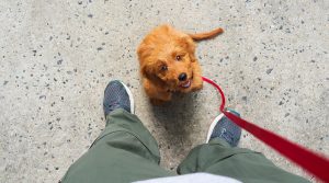 Como calcular (corretamente) a idade humana de um cão